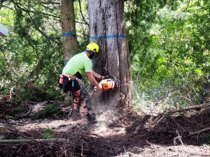 Tree cutting expertise